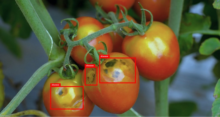 Computer Vision for Quality in Agriculture