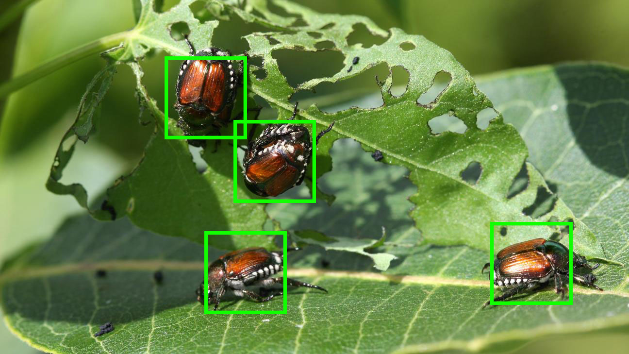 Pest Detection Computer Vision