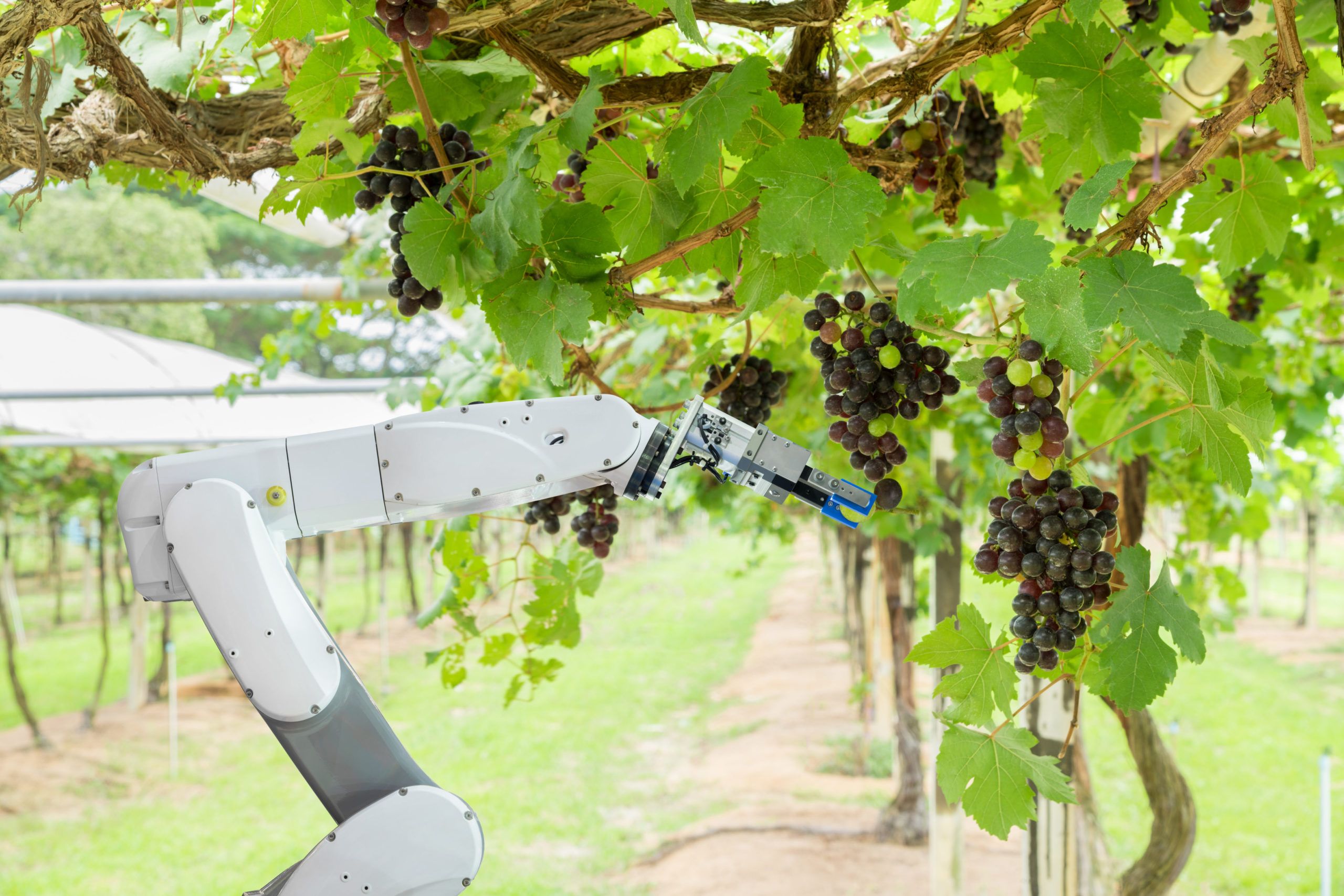 Robots Harvesting